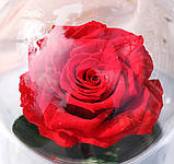 Вічна троянда в колбі menu Колір троянди під склом велика червона, фото 6
