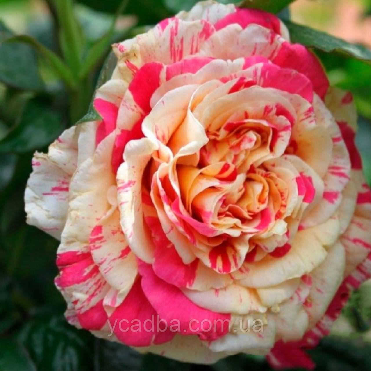 Троянда плетиста Ваніль Фрайз (тубус), фото 1