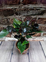 Гіркувальна рослина Антуріум Блек Квін - Чорний принц (Музьке щастя)