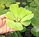 ВОДЯНИЙ САЛАТ, ПІСТІЯ, доросла рослина (маленький розмір), фото 4