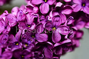 Бузок Блумеренг (Bloomerang®Dark Purple), фото 2