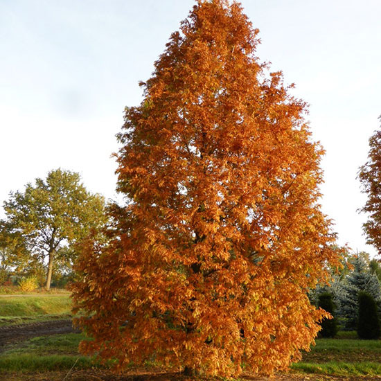 Метасеквойя Сноу Флурис / h 80-100 / Metasequoia Snow Flurries - фото 3 - id-p1360008604