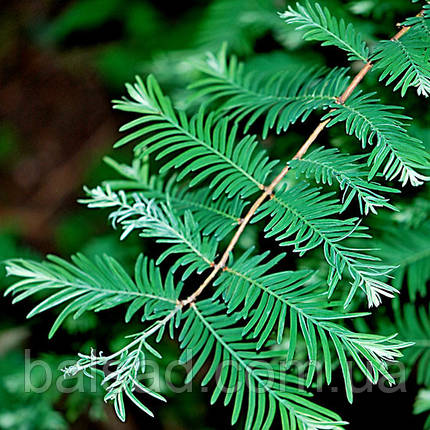 Метасеквоя Сноу Флуріс / h 80-100 / Metasequoia Snow Flurries, фото 1