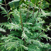 Метасеквоя Сноу Флуріс / h 80-100 / Metasequoia Snow Flurries, фото 6