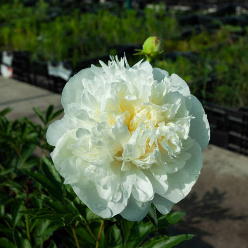 Купить Пион в горшке Duchesse de Nemours, цена 175.49 грн — Prom.ua (ID ...