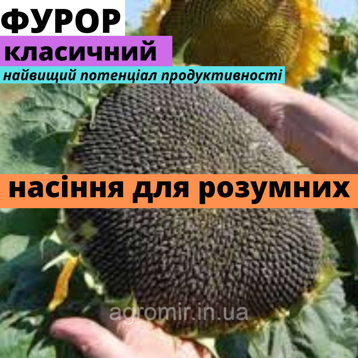 Насіння соняшника гібрид Фурор АМ від виробника АФ НПП АГРОМИР