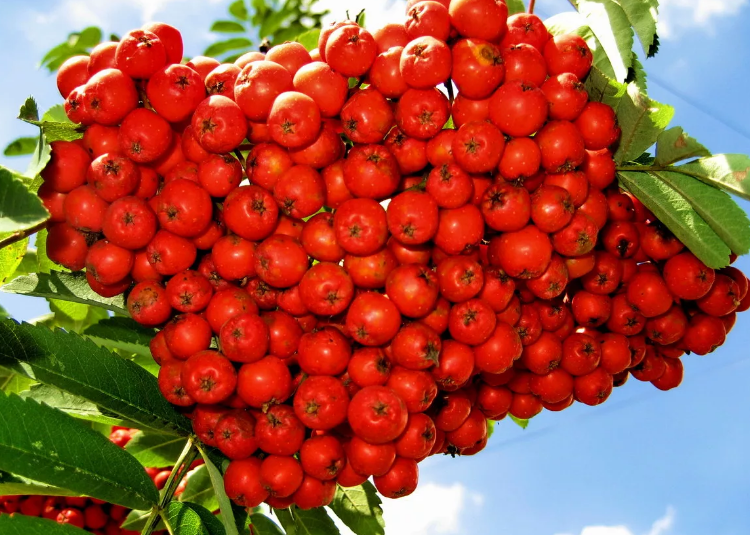 Саженцы рябины горной "MOUNTAIN ASH" пирамидальная ЗКС 5-7 л. крупномерная