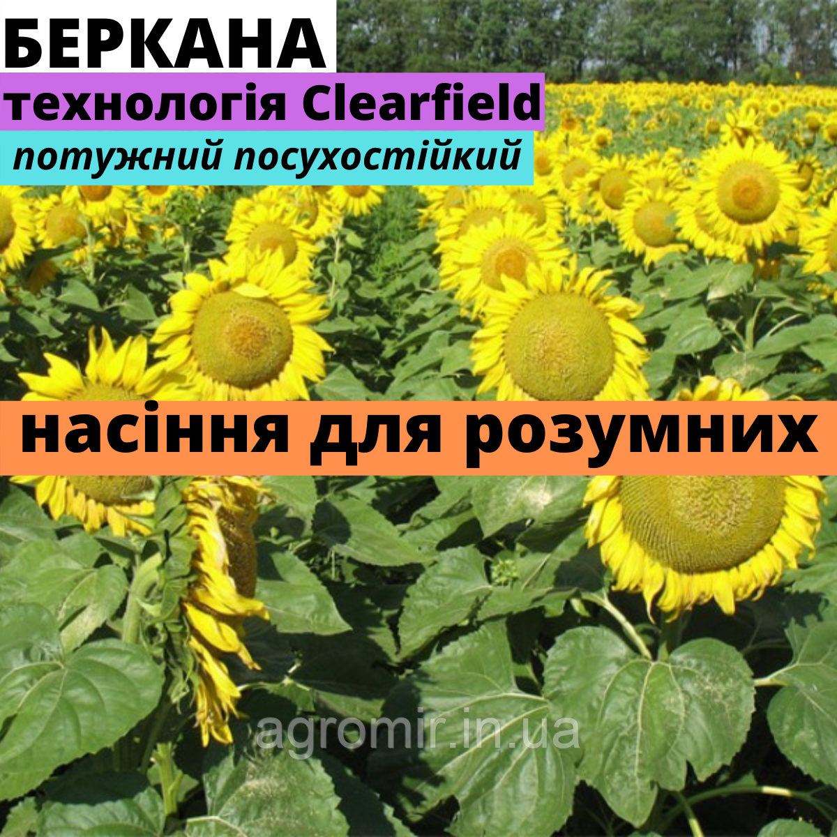 Насіння соняшнику Беркана АМ F1 від АФ НПП АГРОМИР