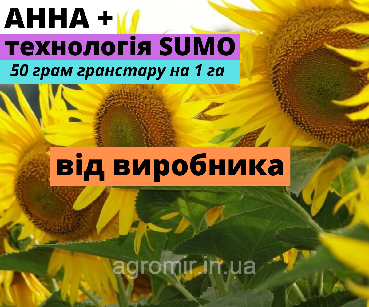 Насіння соняшнику Анна + від АФ НПП АГРОМИР
