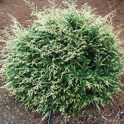 Тсуга канадська Гентч Уайт / С5 / h 25-30 / Tsuga Gentsch White, фото 1