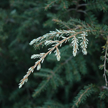Тсуга канадська Гентч Уайт / С5 / h 25-30 / Tsuga Gentsch White, фото 2