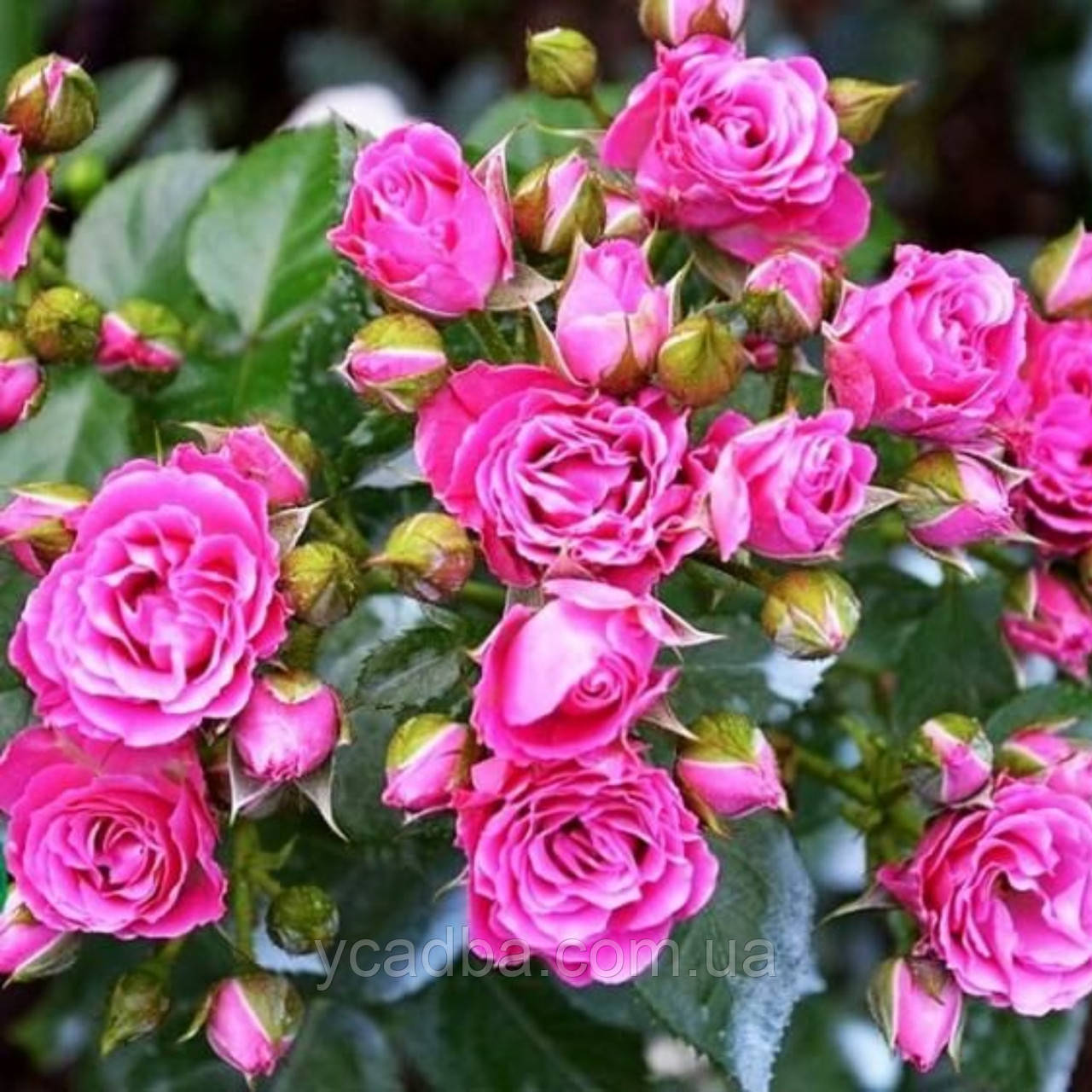 Троянда мініатюрна спрей Лідія (тубус), фото 1