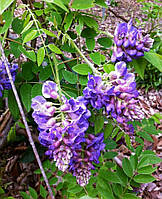 Гліцинія "Лонгвуд Пурпл". Wisteria frutescens "Longwood Purple".