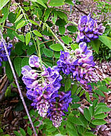 Гліцинія "Лонгвуд Пурпл".
Wisteria frutescens "Longwood Purple".
