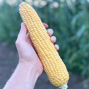 Насіння кукурудзи Харді F1 (Hardi F1) Pop Vriend Seeds 5000, фото 1