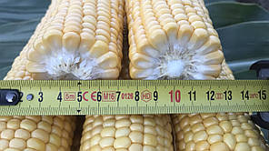 Насіння кукурудзи Харді F1 (Hardi F1) Pop Vriend Seeds 5000, фото 3