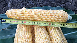 Насіння кукурудзи Харді F1 (Hardi F1) Pop Vriend Seeds 5000, фото 4