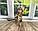 Хлопчик бенгал, ін. 06.11.2020. Бенгальські кошенята з розплідника Royal Cats. Україна, Київ, фото 7