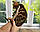 Хлопчик бенгал, ін. 06.11.2020. Бенгальські кошенята з розплідника Royal Cats. Україна, Київ, фото 8
