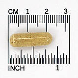 Астрагал, Now Foods Astragalus 500 mg (100 caps), фото 4