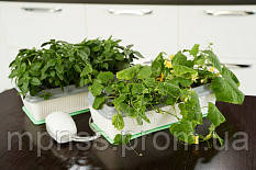 Чудо грядка "Здоров'я КЛАД" (подвійна), фото 1