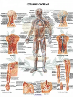 Анатомический плакат Сосудистая система 67x86 см