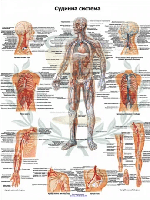 Анатомічний навчальний плакат судинна система людини 50 x 64.5 см