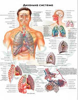 Анатомічний плакат дихальна система 86х67 см