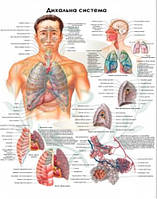 Анатомічний плакат Дихальна система 86х67 см Плакат дихальної системи людини Навчальний плакат