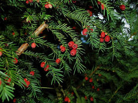 Тис ягідний 2 річний,Тис ягодный,Taxus baccata, фото 3