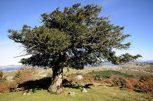 Тис ягідний 2 річний,Тис ягодный,Taxus baccata, фото 2