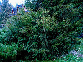 Тис ягідний 2 річний,Тис ягодный,Taxus baccata