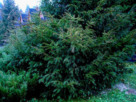 Тис ягідний 2 річний,Тис ягодный,Taxus baccata, фото 2