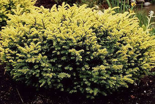 Тис ягідний Elegantissima 3 річний, Тис ягідний Элегантиссима, Taxus baccata Elegantissima, фото 4