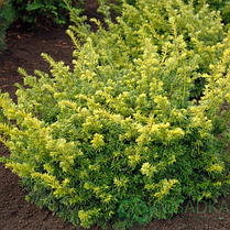 Тис ягідний Elegantissima 3 річний, Тис ягідний Элегантиссима, Taxus baccata Elegantissima, фото 3