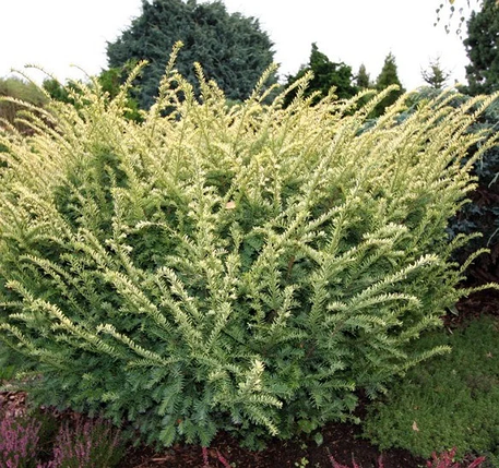 Тис ягідний Elegantissima 3 річний, Тис ягідний Элегантиссима, Taxus baccata Elegantissima, фото 1