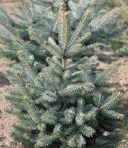 Ялина блакитна Kaibab 3 річна, Ель Голубая Кейбаб, Picea Pungens Glauca Kaibab, фото 3