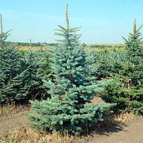 Ялина блакитна Kaibab 3 річна, Ель Голубая Кейбаб, Picea Pungens Glauca Kaibab, фото 4