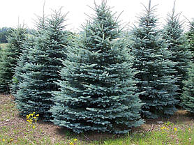 Ялина блакитна Kaibab 3 річна, Ель Голубая Кейбаб, Picea Pungens Glauca Kaibab, фото 5