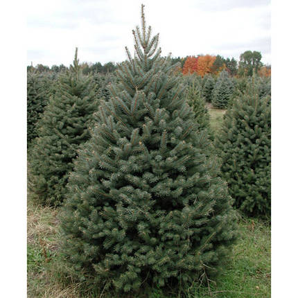 Ялина блакитна Kaibab 3 річна, Ель Голубая Кейбаб, Picea Pungens Glauca Kaibab, фото 1