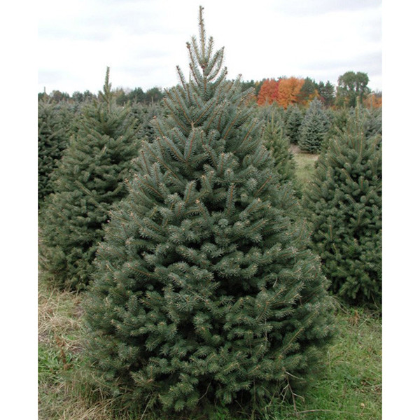 Ялина блакитна Kaibab 3 річна, Ель Голубая Кейбаб, Picea Pungens Glauca Kaibab