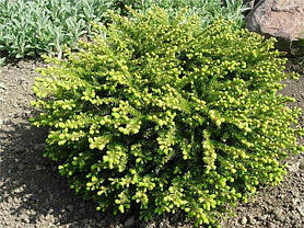 Ялина звичайна Little Gem 4 річна, Ель обыкновенная Литл Джем, Picea abies Little Gem, фото 3