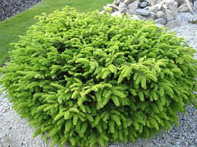 Ялина звичайна Little Gem 4 річна, Ель обыкновенная Литл Джем, Picea abies Little Gem, фото 6