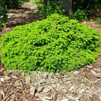 Ялина звичайна Little Gem 4 річна, Ель обыкновенная Литл Джем, Picea abies Little Gem, фото 1