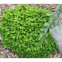Ялина звичайна Little Gem 4 річна, Ель обыкновенная Литл Джем, Picea abies Little Gem, фото 5