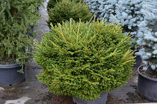 Ялина звичайна Little Gem 4 річна, Ель обыкновенная Литл Джем, Picea abies Little Gem, фото 4