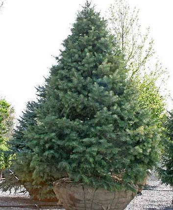 Ялиця одноколірна Glauca 4 річна, Пихта одноцветная Калифорнийская Голубая , Abies concolor Glauca, фото 1