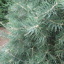 Ялиця одноколірна Glauca 4 річна, Пихта одноцветная Калифорнийская Голубая , Abies concolor Glauca, фото 5