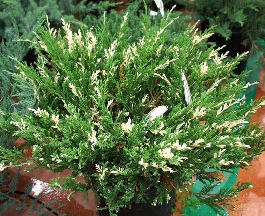 Ялівець горизонтальний Andorra Variegata 3 річний, Можжевельник горизонтальный Андорра Вариегата,, фото 1