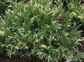 Ялівець горизонтальний Andorra Variegata 3 річний, Можжевельник горизонтальный Андорра Вариегата,, фото 4